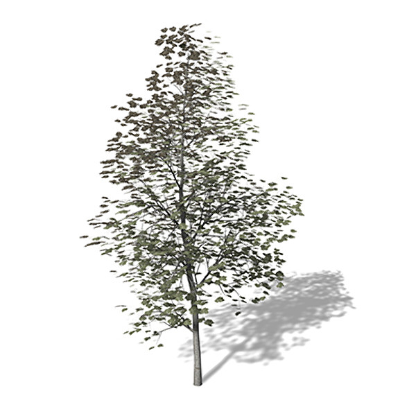 3d model xfrogplants white poplar tree - XfrogPlants White Poplar by xfrog