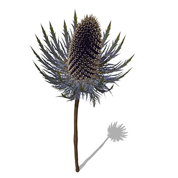xfrogplants sea holly plant 3d c4d - XfrogPlants Sea Holly by xfrog