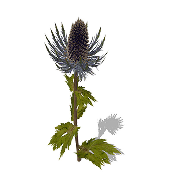 xfrogplants sea holly plant 3d c4d - XfrogPlants Sea Holly by xfrog