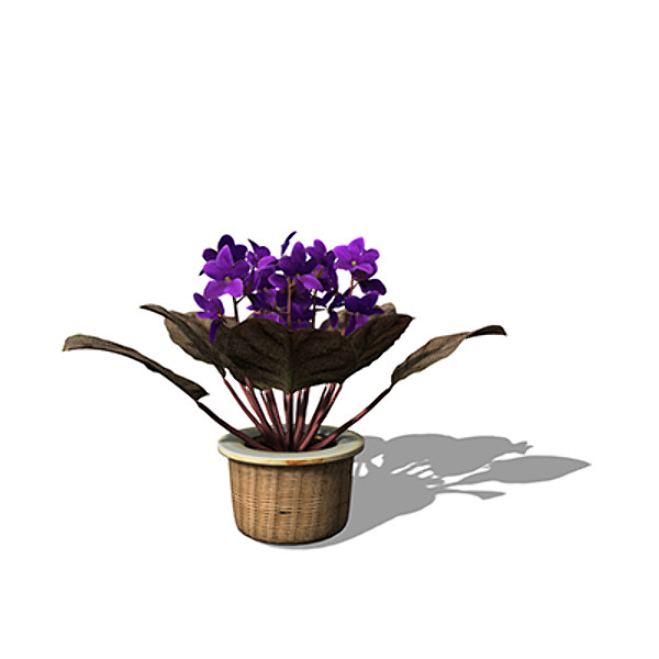 3d lwo xfrogplants african violet plant - XfrogPlants African Violet by xfrog