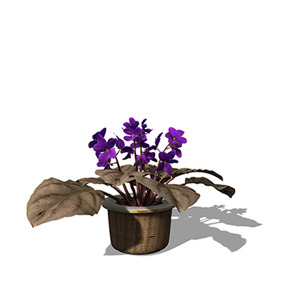 3d lwo xfrogplants african violet plant - XfrogPlants African Violet by xfrog
