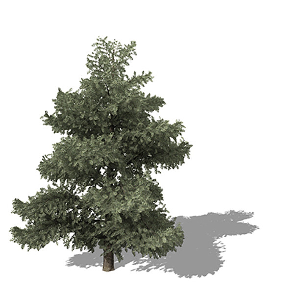 3d xfrogplants atlas cedar tree model - XfrogPlants Atlas Cedar by xfrog