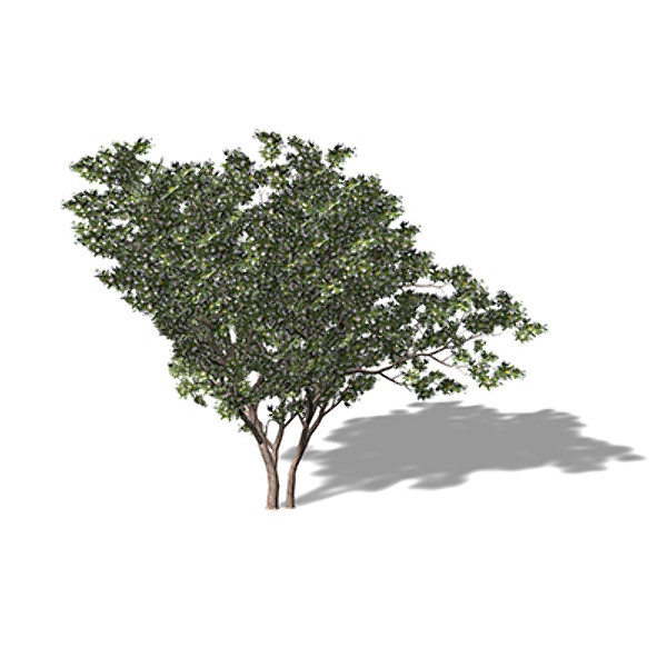 xfrogplants myrtle tree shrub 3d 3ds - XfrogPlants Myrtle by xfrog