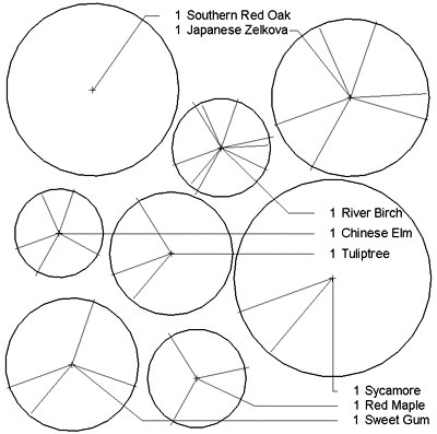 Tree Oval Upright Deciduous