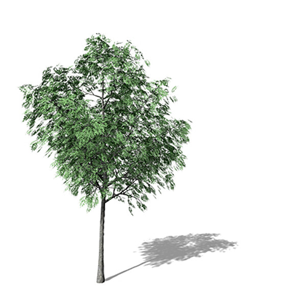 3d model xfrogplants pecan tree - XfrogPlants Pecan by xfrog