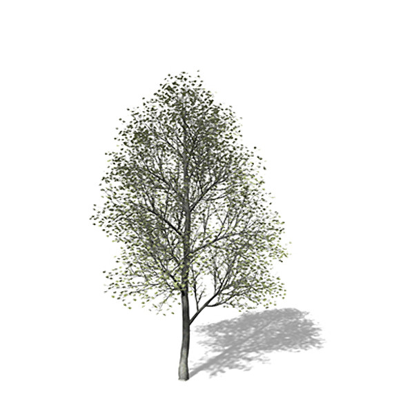 3d xfrogplants silver linden tree model - XfrogPlants Silver Linden by xfrog