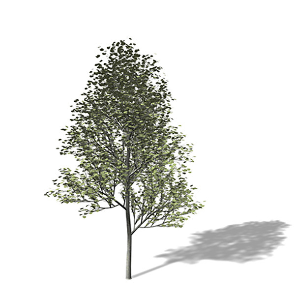 3d xfrogplants silver linden tree model - XfrogPlants Silver Linden by xfrog