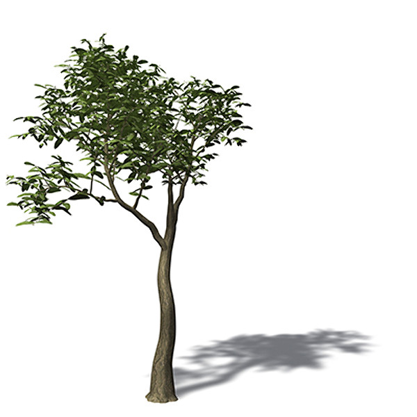 3d xfrogplants arrow poison tree - XfrogPlants Arrow Poison by xfrog