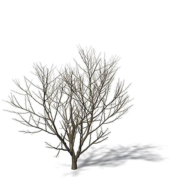 3d xfrogplants arrow poison tree - XfrogPlants Arrow Poison by xfrog