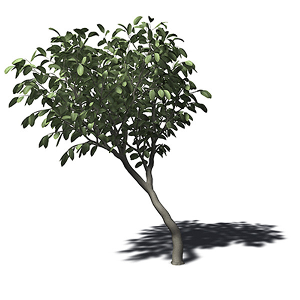 3d xfrogplants wild peach tree - XfrogPlants Wild Peach by xfrog