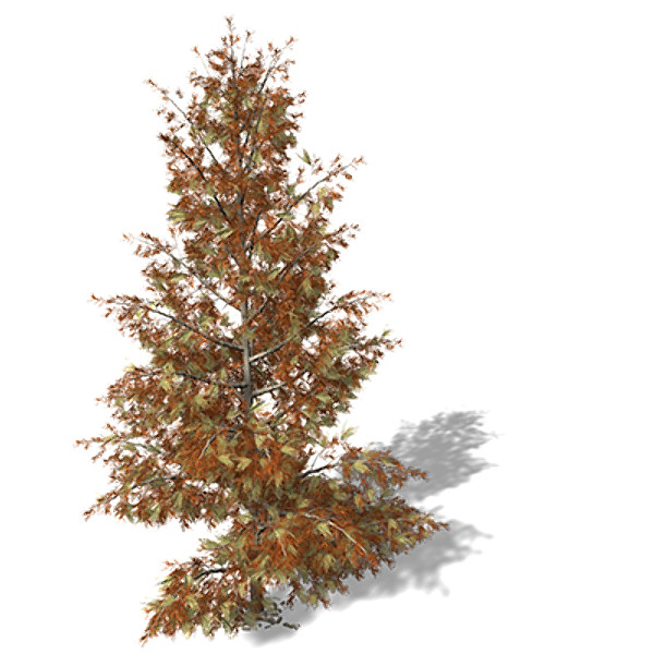 3dsmax xfrogplants autumn bald cypress - XfrogPlants Autumn Bald Cypress by xfrog