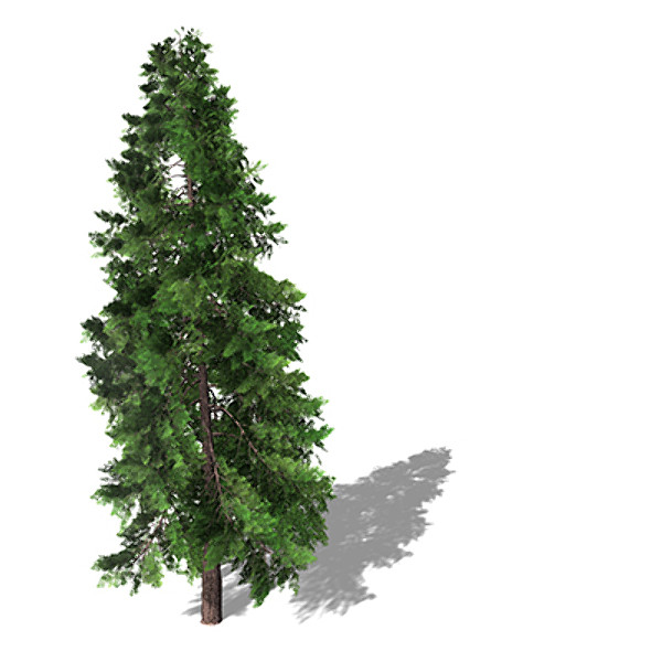 3d xfrogplants lawsons falsecypress tree - XfrogPlants Lawsons Falsecypress by xfrog
