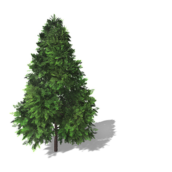 3d xfrogplants lawsons falsecypress tree - XfrogPlants Lawsons Falsecypress by xfrog