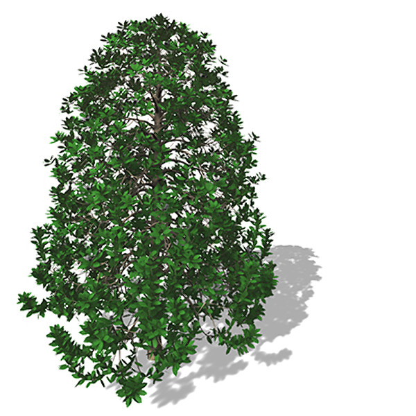 xfrogplants southern magnolia tree 3d model - XfrogPlants Southern Magnolia by xfrog