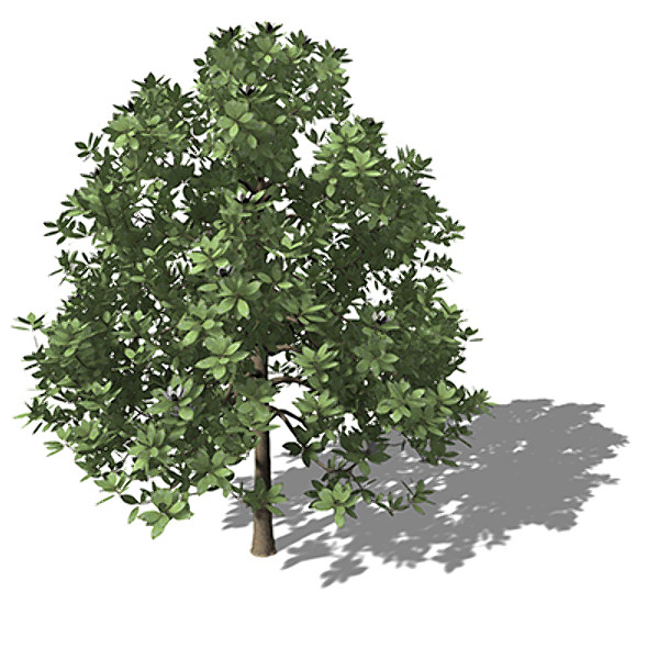 xfrogplants southern magnolia tree 3d model - XfrogPlants Southern Magnolia by xfrog