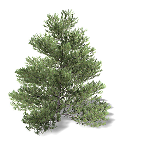 xfrogplants red juniper tree 3d lwo - XfrogPlants Red Juniper by xfrog