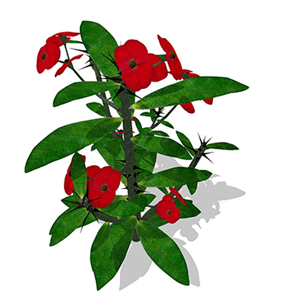 xfrogplants crown-of-thorns plant 3d 3ds - XfrogPlants Crown-of-Thorns by xfrog