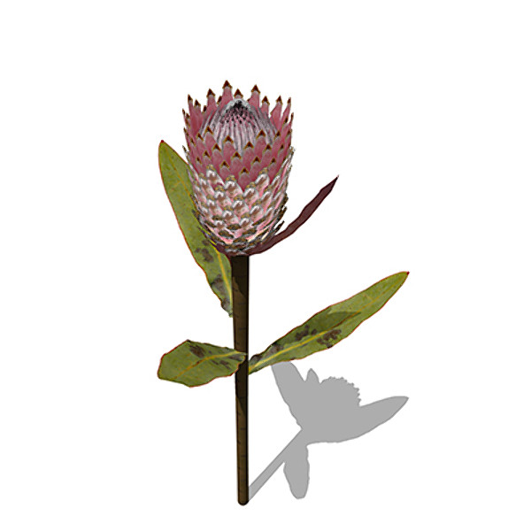 3ds max xfrogplants king protea plant - XfrogPlants King Protea by xfrog