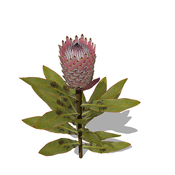 3ds max xfrogplants king protea plant - XfrogPlants King Protea by xfrog