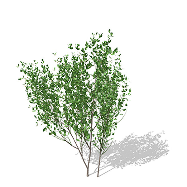 lwo xfrogplants european spindletree europe - XfrogPlants European Spindletree by xfrog