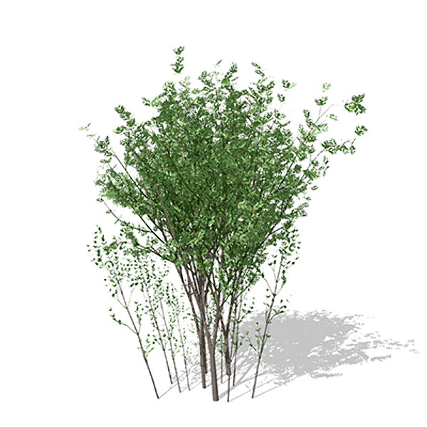 lwo xfrogplants european spindletree europe - XfrogPlants European Spindletree by xfrog