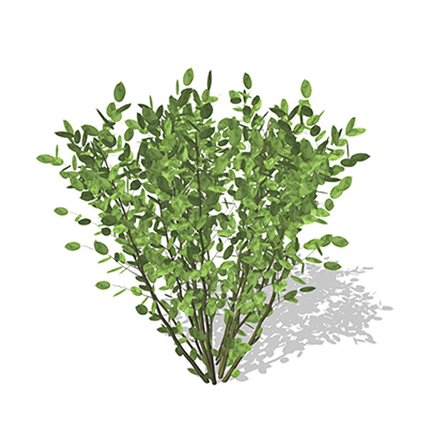 xfrogplants grey willow plant 3d model - XfrogPlants Grey Willow by xfrog