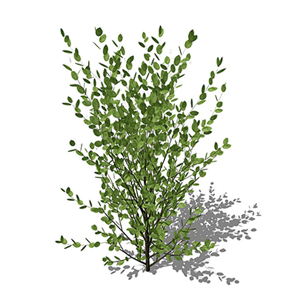 xfrogplants grey willow plant 3d model - XfrogPlants Grey Willow by xfrog