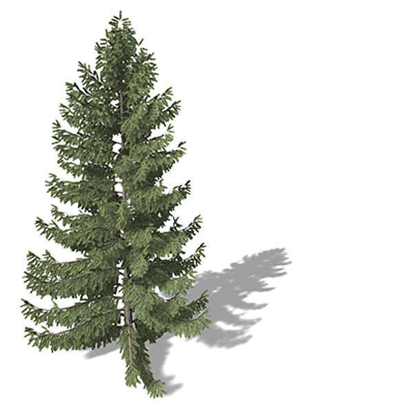 xfrogplants engelmann spruce tree 3ds - XfrogPlants Engelmann Spruce by xfrog