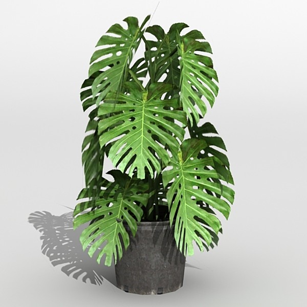 houseplant philodendron pertusum 3d max - Philodendron Pertusum by fabelar
