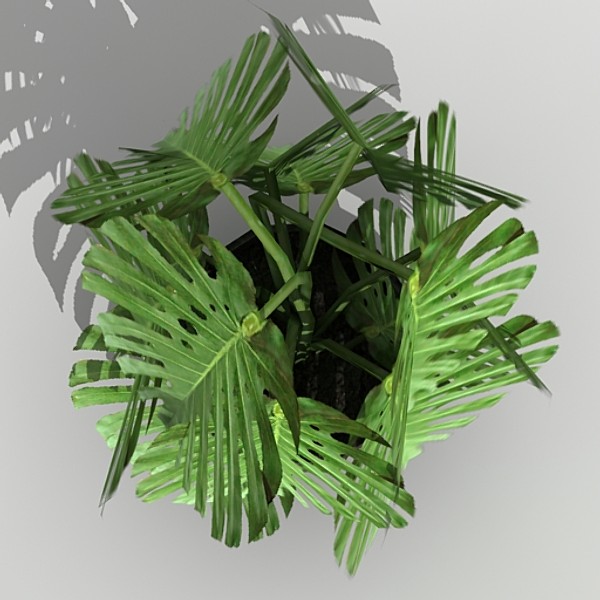 houseplant philodendron pertusum 3d max - Philodendron Pertusum by fabelar
