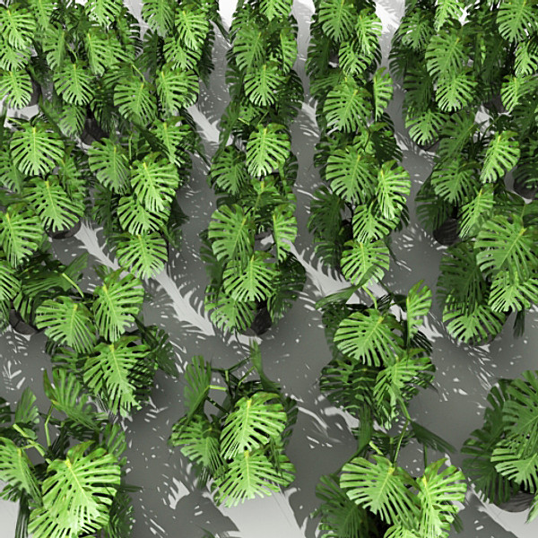 houseplant philodendron pertusum 3d max - Philodendron Pertusum by fabelar