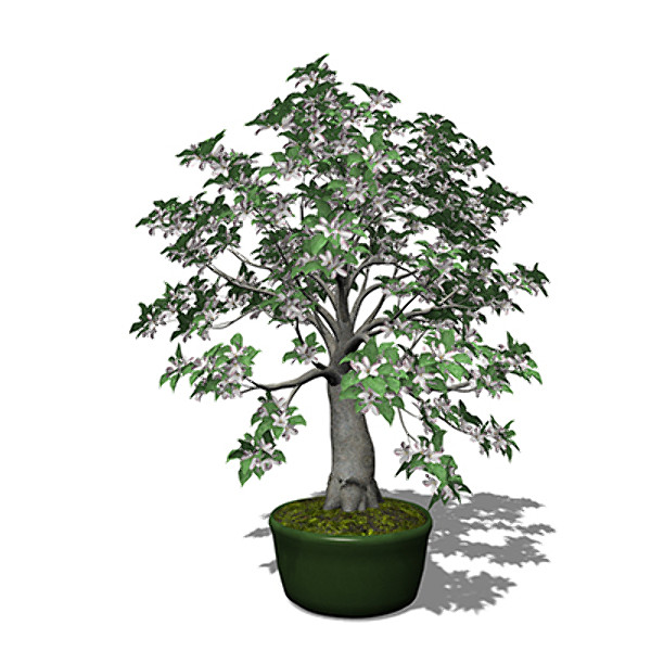 xfrogplants bonsai apple tree 3d model - XfrogPlants Bonsai Apple Tree by xfrog