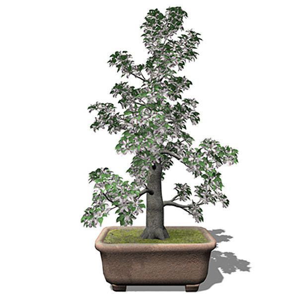 xfrogplants bonsai apple tree 3d model - XfrogPlants Bonsai Apple Tree by xfrog
