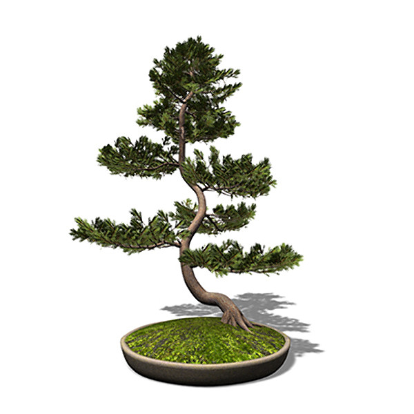 3d model xfrogplants bonsai scotch pine - XfrogPlants Bonsai Scotch Pine by xfrog