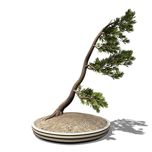 3d model xfrogplants bonsai scotch pine - XfrogPlants Bonsai Scotch Pine by xfrog