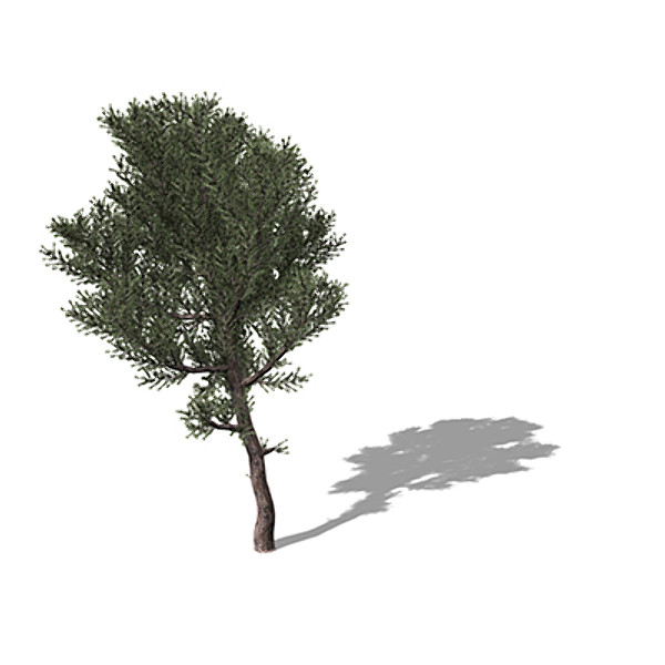 3d model xfrogplants prickly juniper tree - XfrogPlants Prickly Juniper by xfrog