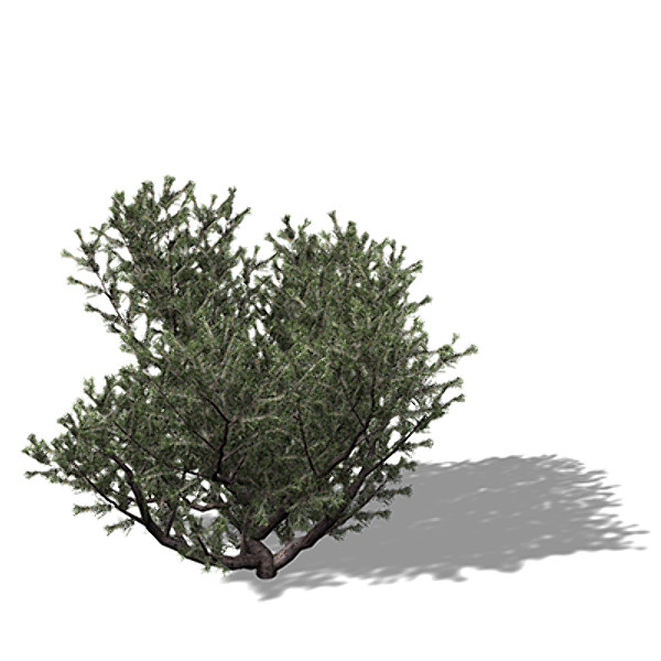 3d model xfrogplants prickly juniper tree - XfrogPlants Prickly Juniper by xfrog