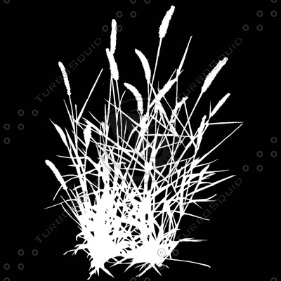 Grass_19.tga