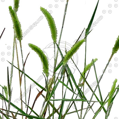 Grass_19.tga