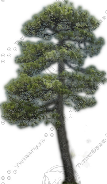 Japanese Red Pine 2 High Resolution