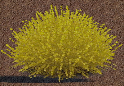 Shrub Rounded Deciduous