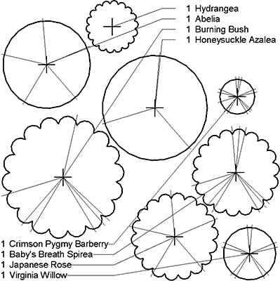 Shrub Rounded Deciduous