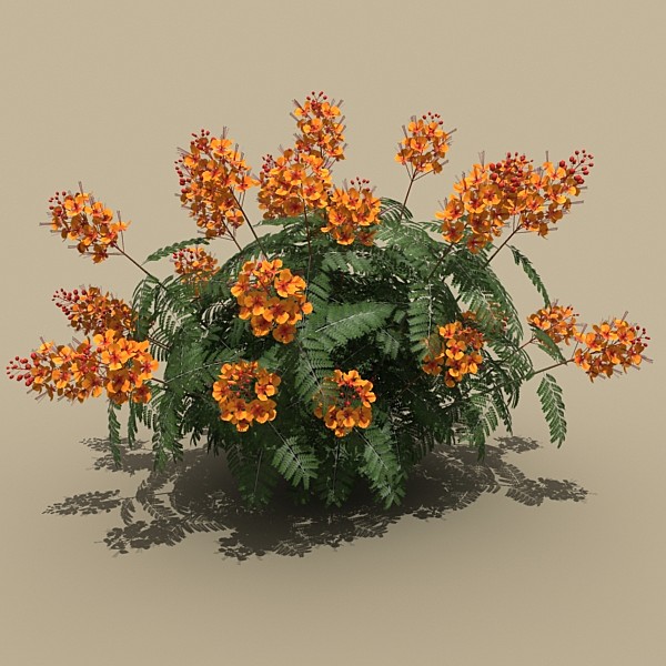 mexican bird paradise 3d max - plant_mexican_bird_of_paradise by monkeyodoom