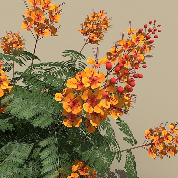 mexican bird paradise 3d max - plant_mexican_bird_of_paradise by monkeyodoom