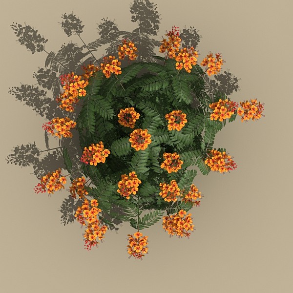 mexican bird paradise 3d max - plant_mexican_bird_of_paradise by monkeyodoom