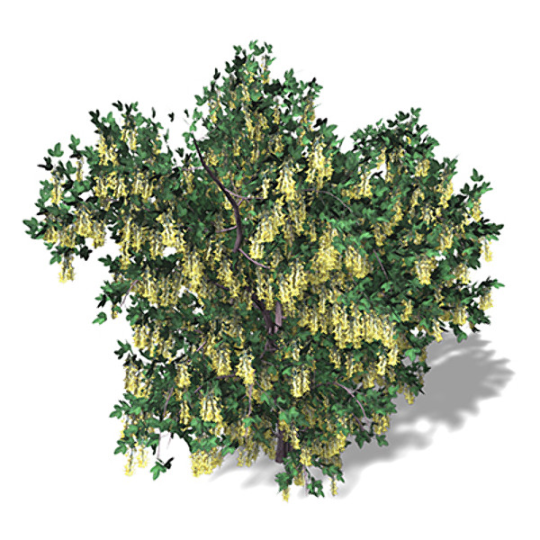 3d lwo xfrogplants blossoming golden chain - XfrogPlants Blossoming Golden Chain by xfrog