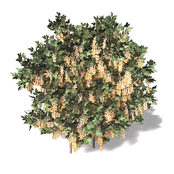 3d lwo xfrogplants blossoming golden chain - XfrogPlants Blossoming Golden Chain by xfrog
