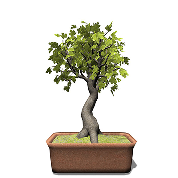3d xfrogplants bonsai field maple - XfrogPlants Bonsai Field Maple by xfrog