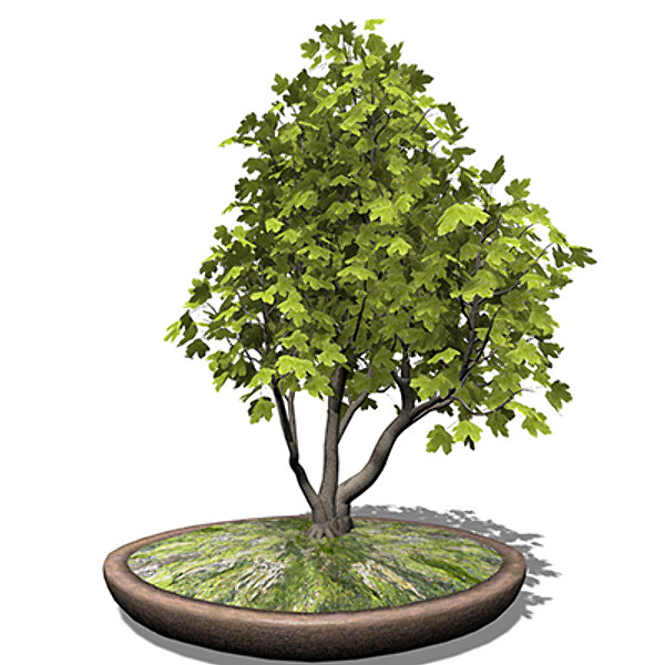 3d xfrogplants bonsai field maple - XfrogPlants Bonsai Field Maple by xfrog