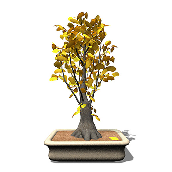 3d xfrogplants bonsai ginkgo model - XfrogPlants Bonsai Ginkgo by xfrog